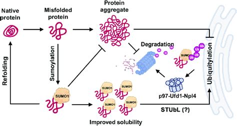 are cadd proteins evolutionary similar to pqqc